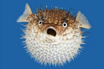 Size-of-a-Blowfish